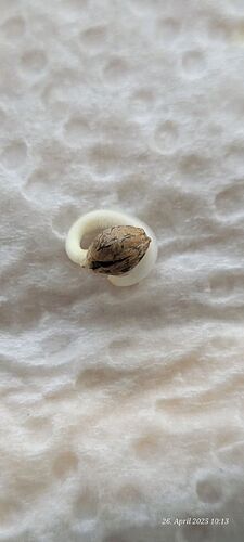 Tag 3 Keimung Congolese 26.4.25