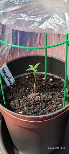 Tag 8 Congo 1 am 1.5.25