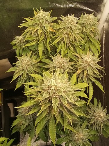 IMG_20240717_121946_429