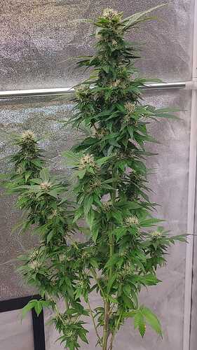 Das letzte Bild des Klon 4 29.9.24