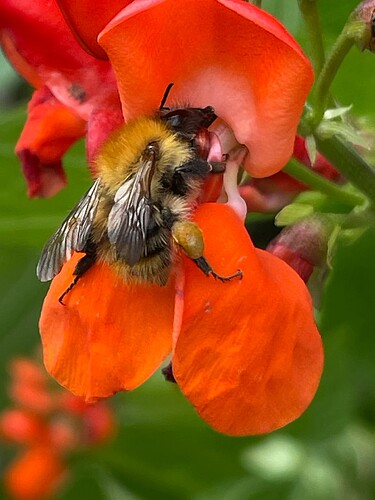 bees  (3)