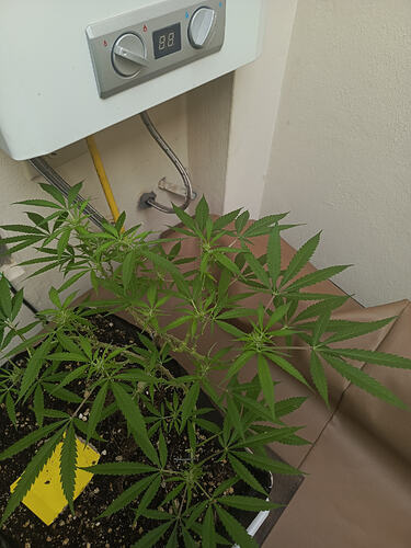 IMG-20260425-WA0053