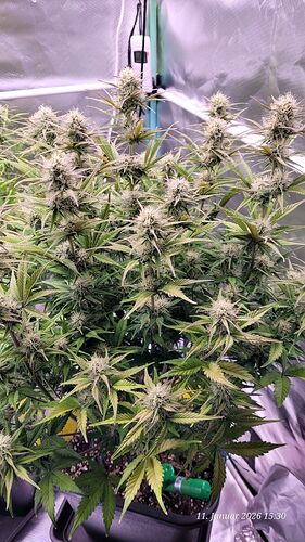 Tag 62 B.G. 1 am 11.1.26