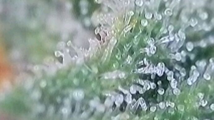 Tag 64 Haze 1 Trichome 1