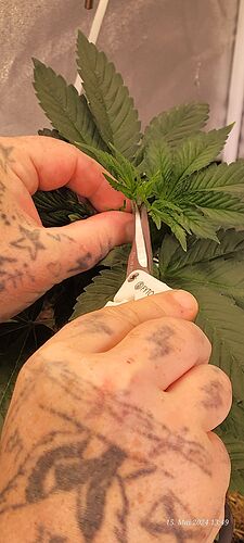 Tag 34 Cookie 1 beim Topping am 15.5.24