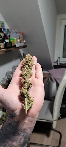 Tag 102 , fertig für die Aushärtung bei 15 grad mit 58 % Boveda  . Ausbeute 81,50 Gramm Blüten