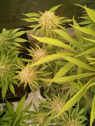 IMG_20240719_151756_257