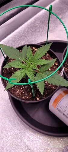 Tag 20 Congo 1 am 13.5.25