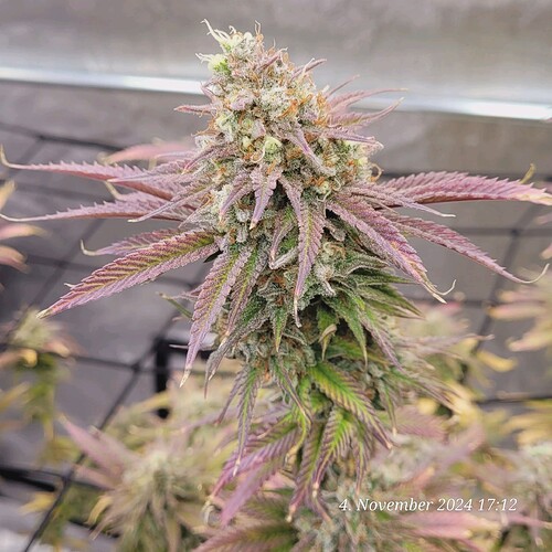 Tag 107 Klon 2, in der 9ten Blüte Woche