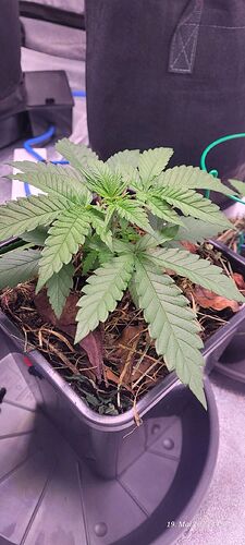 Tag 26 Congo 1 Wachstum Tag 6 am 19.5.25