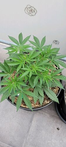 Tag 41 Congo 1 Wachstum Tag 21 am 3.6.25