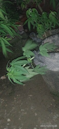 IMG_20231008_233035_1