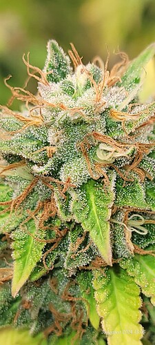 Tag 114 Cookie 1 Blütetag 57