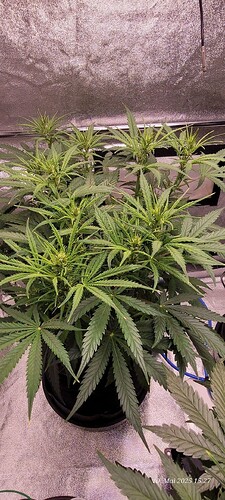 Tag 41 Gelato Blüte Tag ca. 16