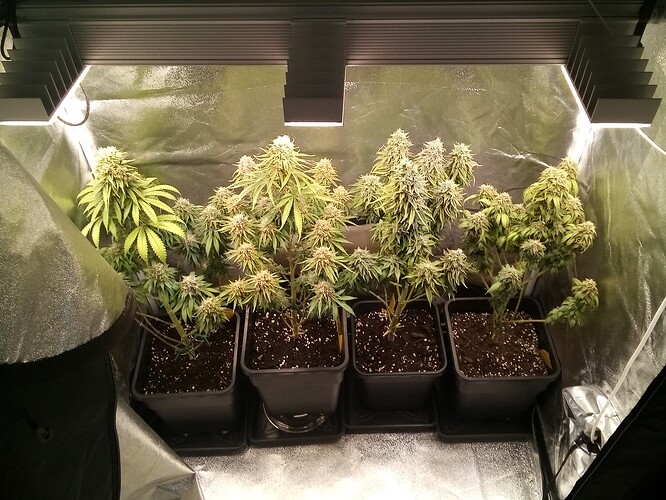 IMG_20240730_160703_646