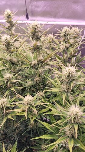 Tag 56 B.G. 1 Blüte Tag 31 am 5.1.26