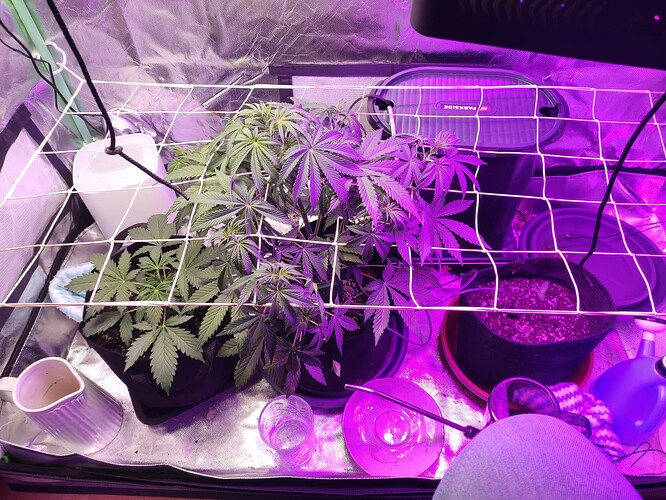 17095881384868319583368543902843