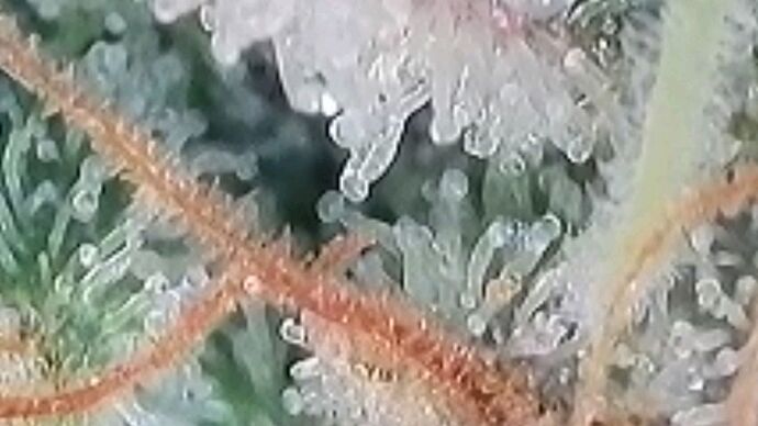 Tag 110 Klon 1 und noch immer helle Pistillen , drum geht es weiter 7.11.24