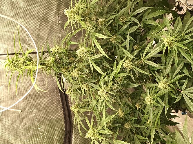 Orangebud