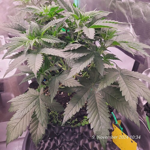 Tag 38, ende der dritten Wachstum Woche 9.11.24