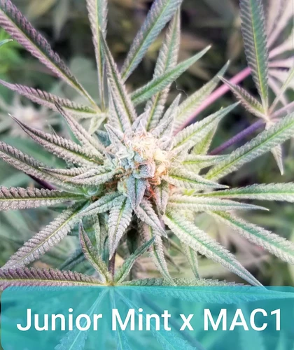 JrMint