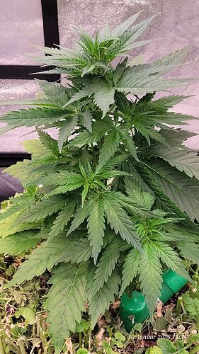 Tag 37 S.B.K. dritte Wachstum Woche