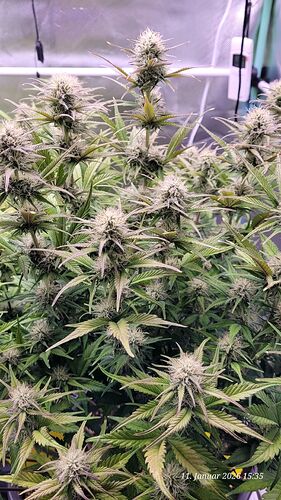 Tag 62 B.G.1 Blüte Tag 37