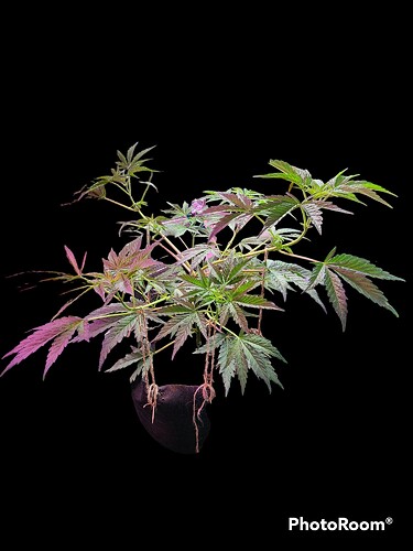 PhotoRoom-20230422_093817