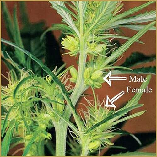 les-plantes-hermaphrodites-et-comment-vous-en-prémunir