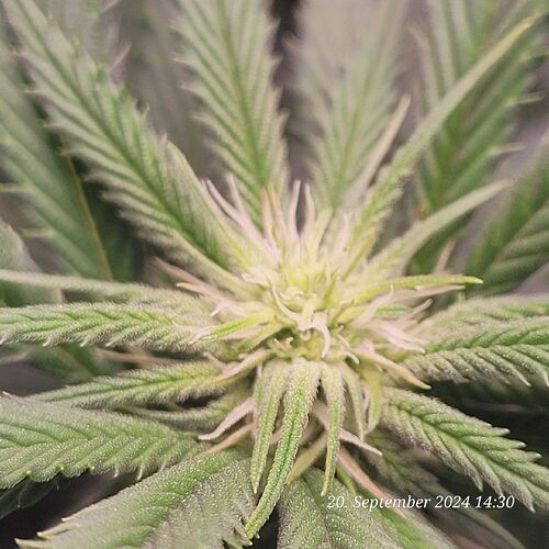 Tag 62 Klon 1 beginn der dritten Blüte Woche 20.9.24