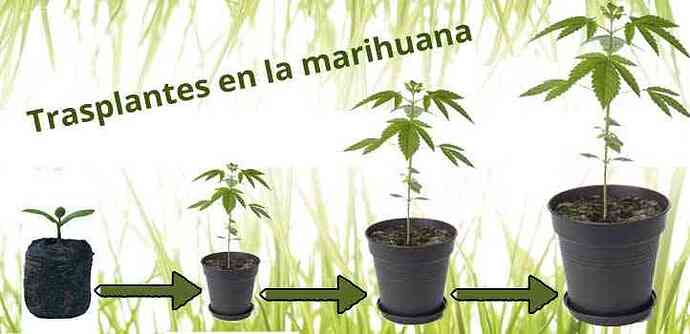 Los-trasplantes-de-la-marihuana-paso-a-paso