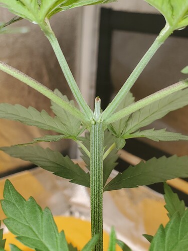 16900264218737108526857928376037