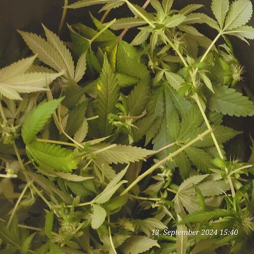 Tag 102 das Laub und kleine Blütenansätze aber nur von unten rum