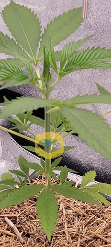 Tag 32 Luftfeuchte 61 % , Temperatur 24,3 Grad und am Blatt 22,8 Grad , Lichtabstand 45 cm und Dimmer bei 40 %