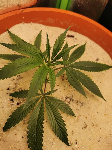 Lava Cake Clone G3 Red