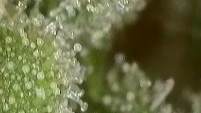 1000005243