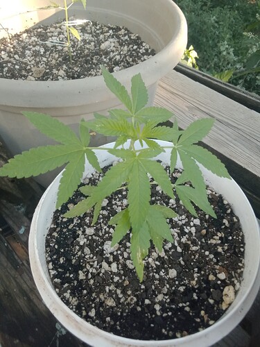 IMG_20230618_191512388