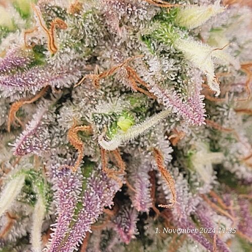 Tag 104 Klon 1 Anfang 9te Blüte Woche