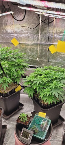 Tag 49 hinten die P. Cookie K. zum Vergleich der Unterschiede 30.5.24