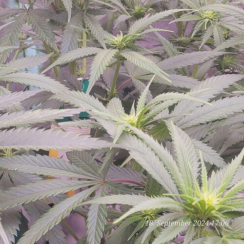 Tag 60 Klon 1 Blüte Tag 13 am 18.9.24