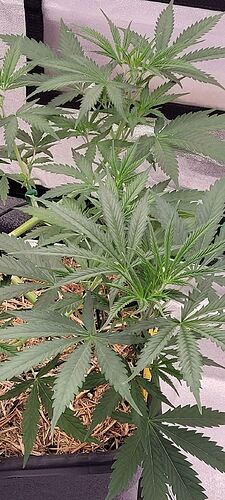 Tag 49 Anfang Wachstumswoche 5 .