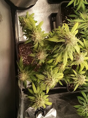 IMG_20240717_121952_373