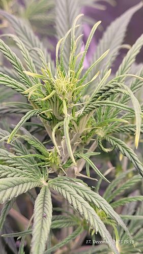 Tag 37 zweite Blüte Woche