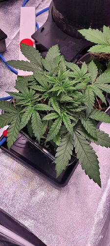 Tag 35 Congo 1 am 28.5.25