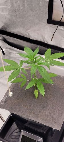 Tag 29 am 25.2.24 Anfang der zweiten Wachstums Woche