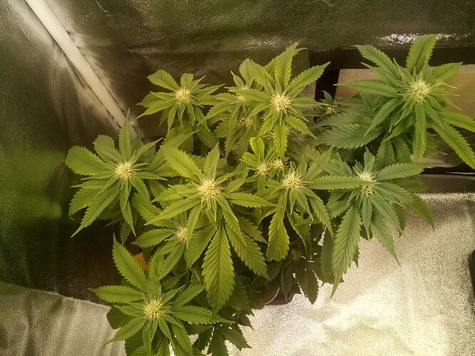 IMG_20240923_133740_989