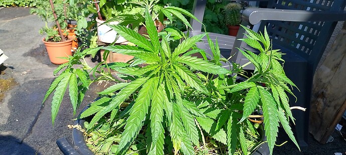 IMG_20250625_101824