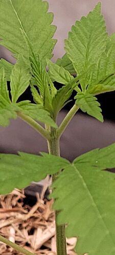 Tag 25 erste Wachstums Woche