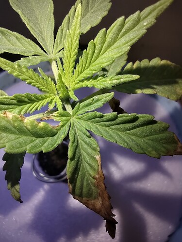 IMG_20221123_122938162_HDR