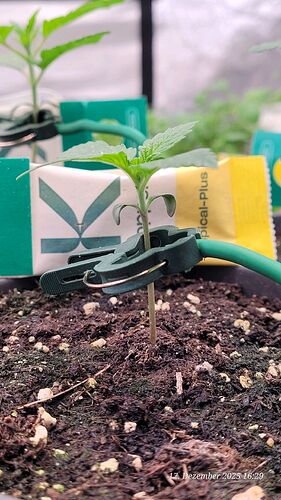 Tag 13 S.B.K. Sämling Tag 5 am 17.12.25